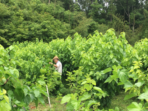 桑畑での作業